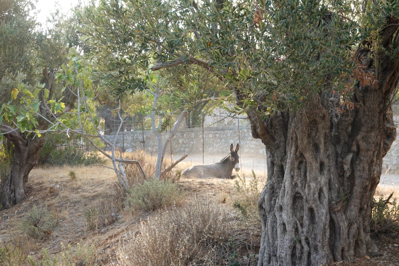 Harrito the donkey under olive trees